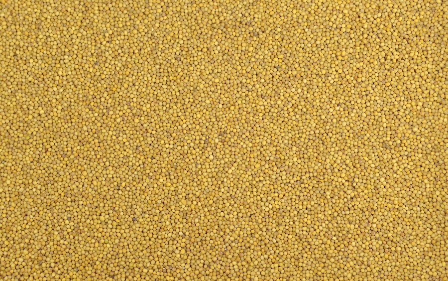 Gorczyca żółta sarepska